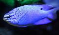 τα ψάρια ενυδρείου Μπλε Damselfish, Chrysiptera cyanea Μπλε φωτογραφία