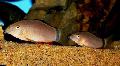 Aquarium Fishes Skunk Loach  Photo