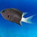 Aquarium Fish Chromis Black Photo