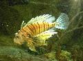Akvarij Ribe Volitan Lionfish, Pterois volitans prugasta Foto