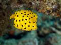 Photo Marine Fish (Sea Water) Cubicus Boxfish 