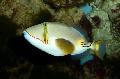 Photo Marine Fish (Sea Water) Bursa Triggerfish 