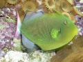  Pinktail Triggerfish Photo