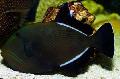 Photo Marine Fish (Sea Water) Hawaiian Black Triggerfish 