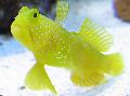 Photo Marine Fish (Sea Water) Yellow Prawn Goby,  