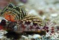 Photo Marine Fish (Sea Water) Scooter Blenny 