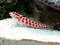 Aquarium Fishes Red-Spotted Sandperch Photo