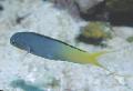 Photo Marine Fish (Sea Water) Forktail Blenny, Yellowtail Fangblenny 
