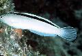 Aquarium Fishes Smiths fang blenny, White Blenny  Photo