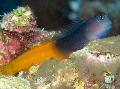 Aquarium Fishes Bicolor Blenny  Photo