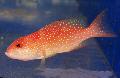 Photo Marine Fish (Sea Water) Red Louti Grouper 