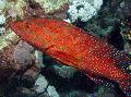 Photo Marine Fish (Sea Water) Miniatus Grouper, Coral Grouper 