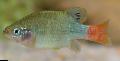 Photo Freshwater Fish Redtail Goodeid 