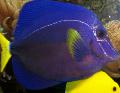 Aquarium Fishes Purple Tang Photo