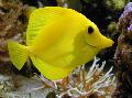 Aquarium Fische Gelbe Tang Foto