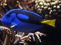 Aquarium Fishes Yellow Belly Regal Blue Tang Photo
