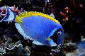 Photo Marine Fish (Sea Water) Powder Blue Tang 