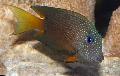 Photo Marine Fish (Sea Water) Two Spot Bristletooth Tang 
