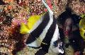 Photo Marine Fish (Sea Water) Heniochus Black & White Butterflyfish 