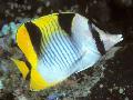 Photo Marine Fish (Sea Water) Falcula Butterflyfish 