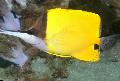 Photo Marine Fish (Sea Water) Yellow Longnose Butterflyfish 