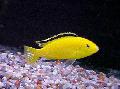 Photo Freshwater Fish Electric Yellow Cichlid 