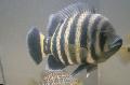 Photo Freshwater Fish Buttikoferi Cichlid 