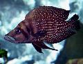 Photo Freshwater Fish Calvus Cichlid 