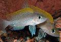 Photo Freshwater Fish Caudopunctatus Cichlid 