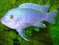 Photo Freshwater Fish Cobalt Blue Zebra Cichlid 