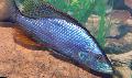 Foto Flussfisch Compressiceps Cichlid, Malawi Augenpartie 