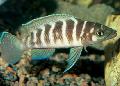 Aquarium Fishes Cylindricus Cichlid Photo