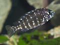 Photo Freshwater Fish Duboisi Cichlid 