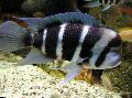 Aquarium Fishes Frontosa Cichlid Photo