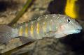 Photo Freshwater Fish Jeweled Goby Cichlid 