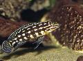 Photo Freshwater Fish Marlieri Cichlid 
