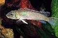 Photo Freshwater Fish Nanochromis Cichlid 