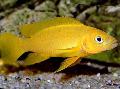 Photo Freshwater Fish Lemon Cichlid, Orange Leleupi Cichlid 