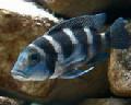 Aquarium Fishes Tretocephalus Cichlid  Photo