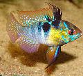 τα ψάρια ενυδρείου Κριάρι, Papiliochromis ramirezi Ποικιλόχρους φωτογραφία