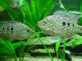 Photo Freshwater Fish Green Texas Cichlid 