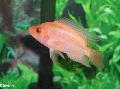 Photo Freshwater Fish Red Devil 