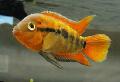 Photo Freshwater Fish Rainbow Cichlid 