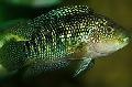 Aquarium Fishes Jack Dempsey  Photo
