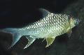 Aquarium Fishes Lemon Fin Barb Photo