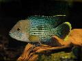 Photo Freshwater Fish Green terror 