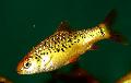 Photo Freshwater Fish Gold Barb 
