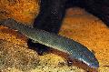 Photo Freshwater Fish Cuvier Bichir 