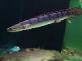 Аквариумные Рыбки Полиптерус Уиксии (Многопер Викса), Polypterus Weeksii пятнистый Фото