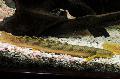 Photo Freshwater Fish Marbled bichir 